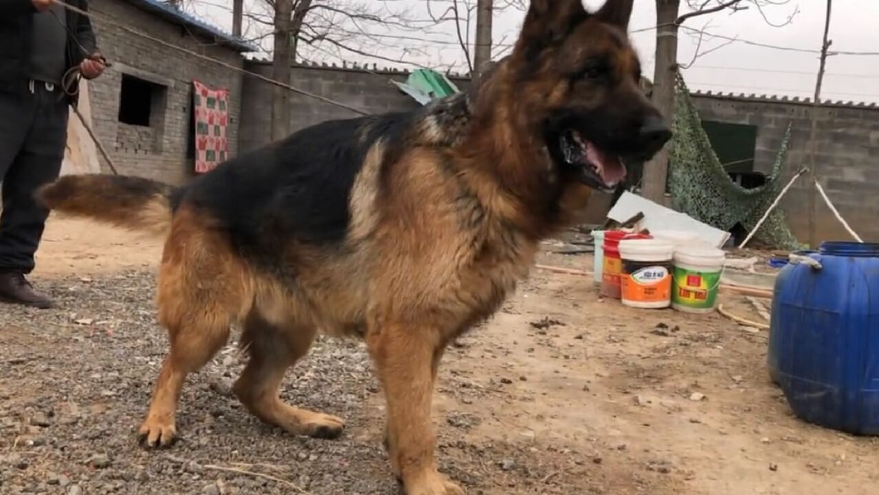 这只赛级版德牧犬特别棒,它是戴蒙儿子,头版骨量身形都特好