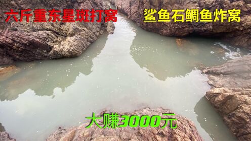 6斤重东星斑打窝抓获“鱼王”三刀鱼鲨鱼石鲷鱼炸窝，大赚3000_高清1080P在线观看平台_腾讯视频