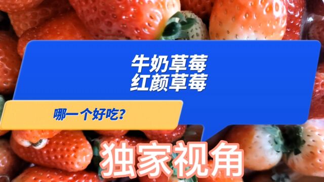 独家视角:牛奶草莓和红颜草莓哪一个好吃?