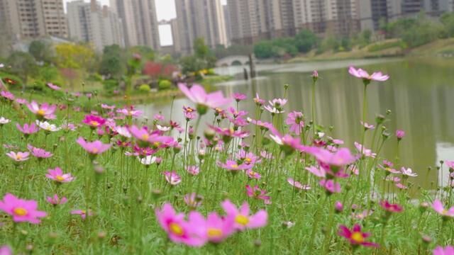 横州市龙池湖:三月芳菲,花动一池春色