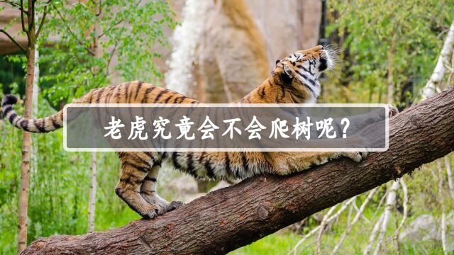 老虎究竟会不会爬树呢?看完之后,你就明白了!