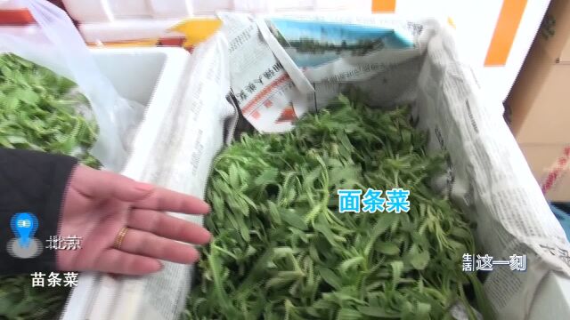 初春野菜上市时 这份野菜食用指南值得收藏!