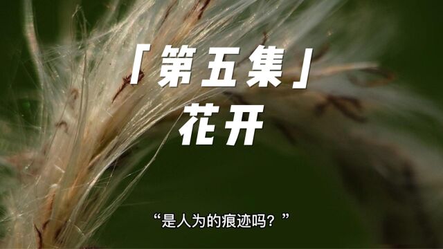 小说「第五集」花开