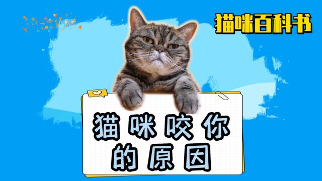 猫咪咬你原因,你知道吗?