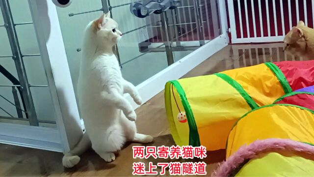 两只寄养猫咪迷上猫隧道,躲在里面玩嗨了,原住猫的反应太有趣了