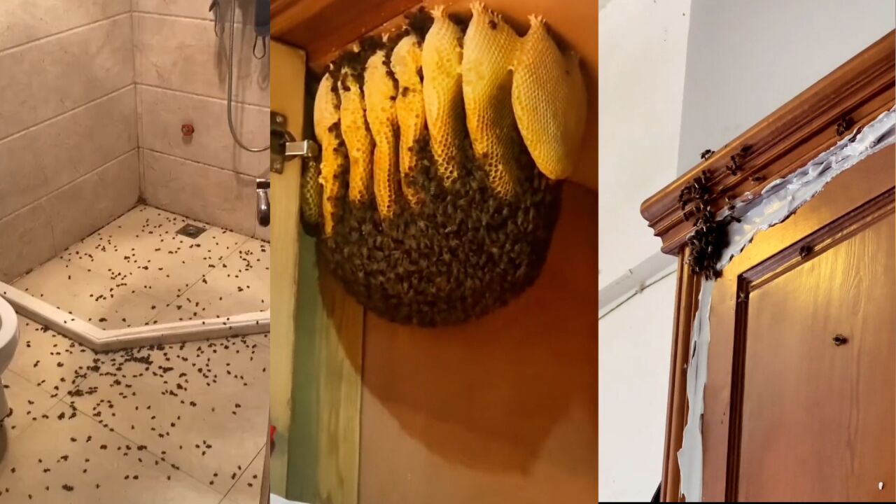 女子在家中发现蜜蜂没在意,1年后衣柜变巨型蜜蜂窝,崩溃报警求助
