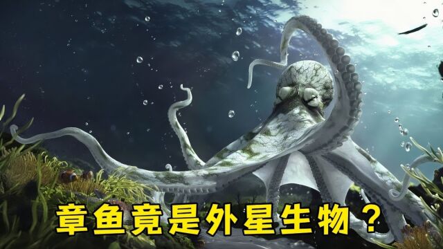 章鱼是外星生物吗?