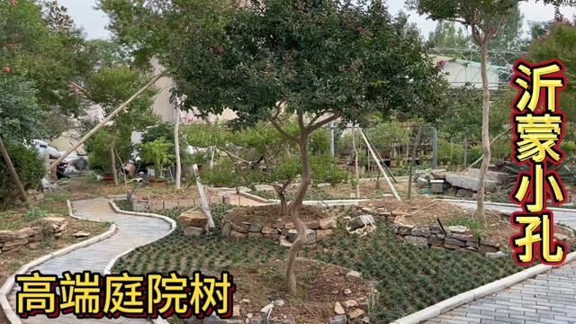 这4种“冷门”的庭院树,却是富豪们最爱的风水植物,有钱任性啊#别墅庭院植物 #庭院