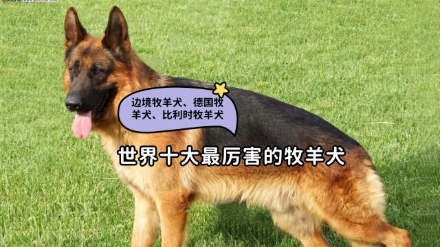 世界十大最厉害的牧羊犬边境牧羊犬、德国牧羊犬、比利时牧羊犬