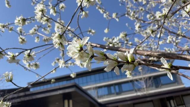 金海湖维景国际大酒店早鸟票来了#金海湖维景国际大酒店 #春游踏青