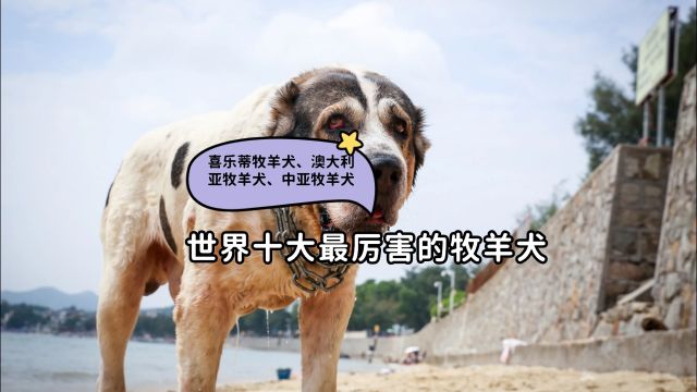 世界十大最厉害的牧羊犬之喜乐蒂牧羊犬、澳大利亚牧羊犬、中亚牧羊犬