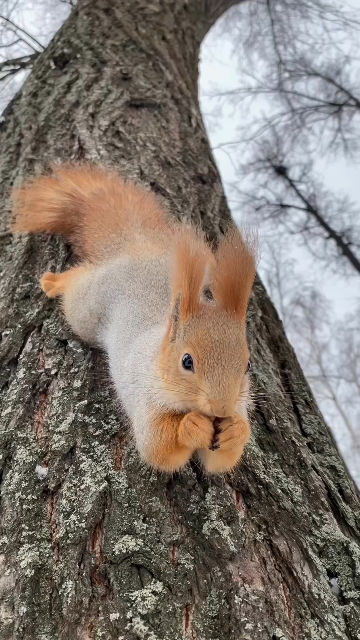 松鼠倒趴在树干上吃东西,长长的耳毛,毛茸茸的大尾巴,实在是可爱极了!