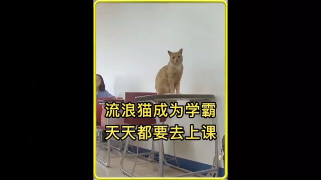 校园流浪猫竟是学霸,每天都要去上课,进修五年成为猫学长猫咪成精万物皆有灵性