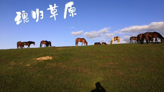 《魂归草原》五次进疆,仍然让我魂牵梦绕,山山水水,一草一木,草原上纯朴善良的牧民,已经深深的刻在心里.