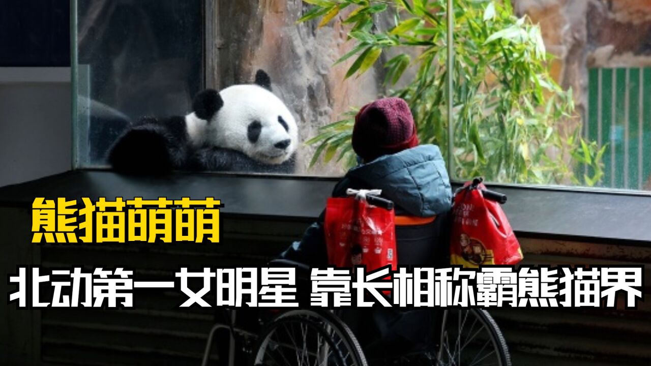 北动第一女明星,靠长相称霸熊猫界,萌萌的熊生到底有多精彩?