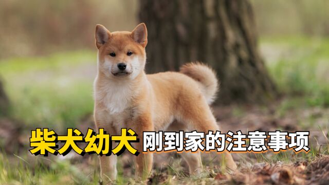 如何照顾柴犬幼犬?一分钟快速入门!