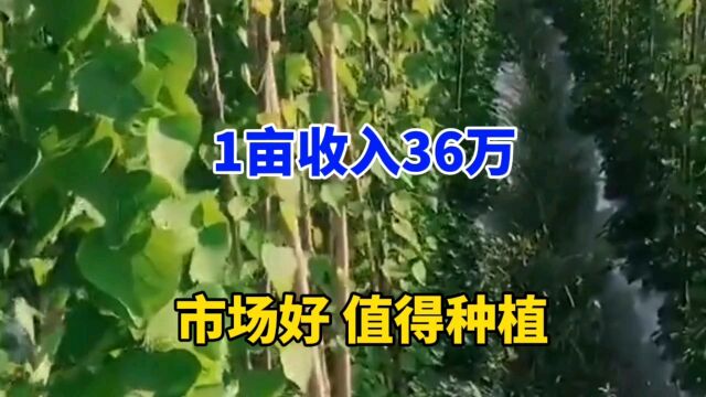 1亩种6000株亩产值360000元,鲜品20元1斤,市场需求大,值得种植