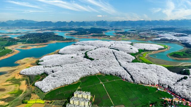 贵州平坝万亩樱花盛开,太壮观了