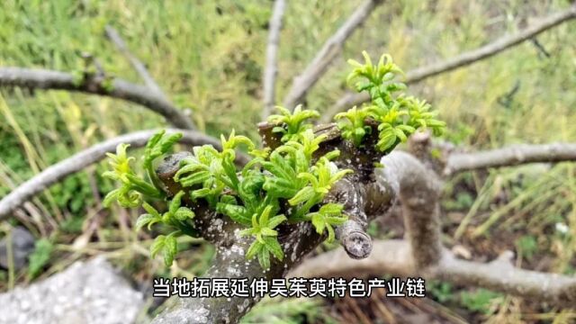 广西民族村中药吴茱萸基地