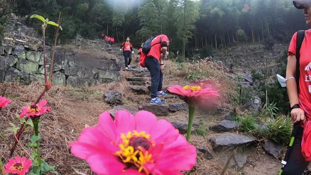 上海周末登山旅游健身锻炼 香榧森林古道14 上海快乐徒步爬山户外