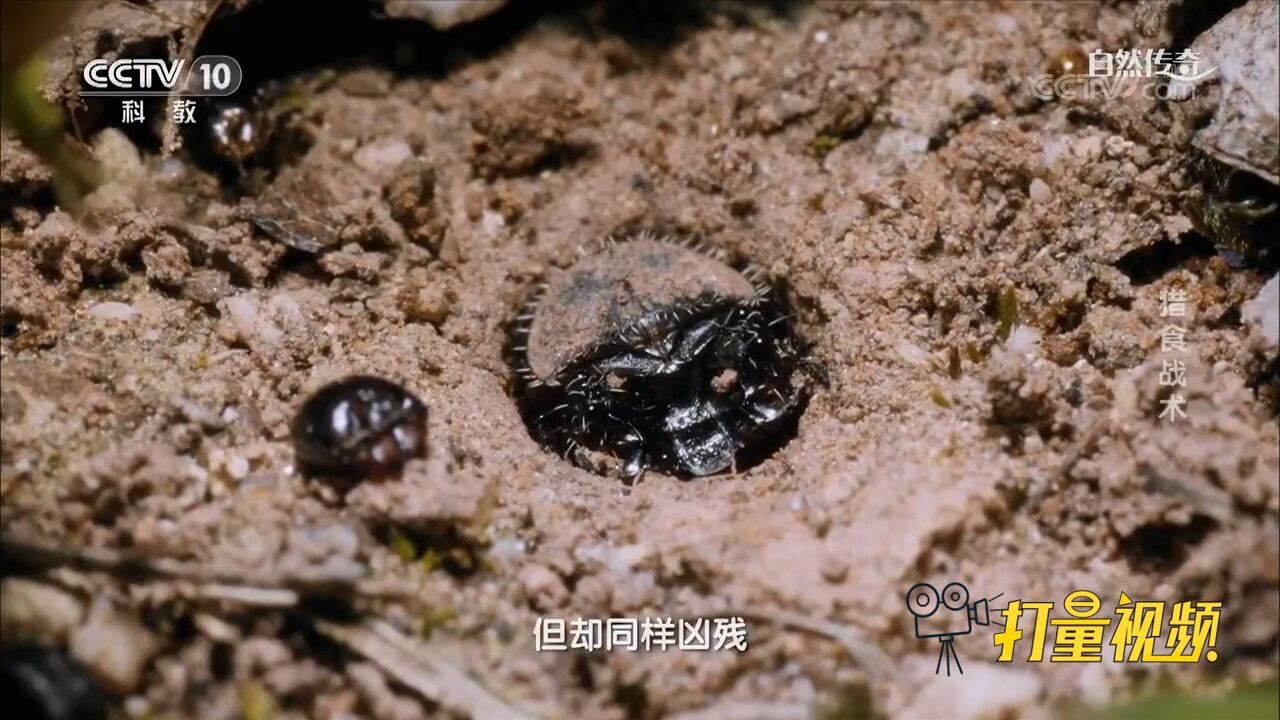 虎甲幼虫手段残忍!对路过的任何一只小型昆虫都毫不留情