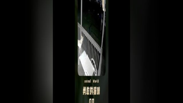 饿狼夜晚闯进居民别院,为了守护别院,猫咪与饿狼奋勇搏斗