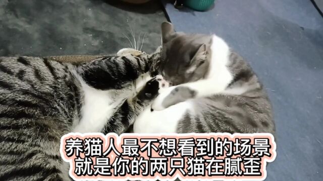 养猫人最不想看到的场景就是你的两只猫在腻歪