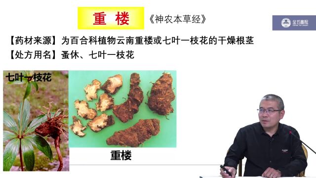 重楼清热药清热解毒药《中药学》高文老师主讲