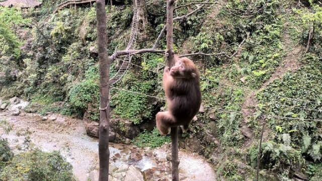 实拍峨眉山的猴子