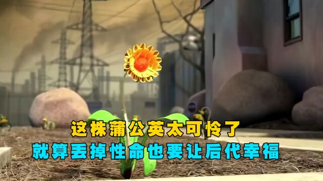 这株蒲公英太可怜了