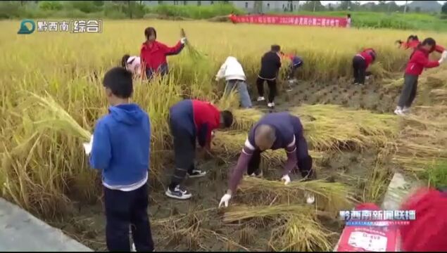 必克实验小学:学生变身“稻农” 体验丰收乐趣