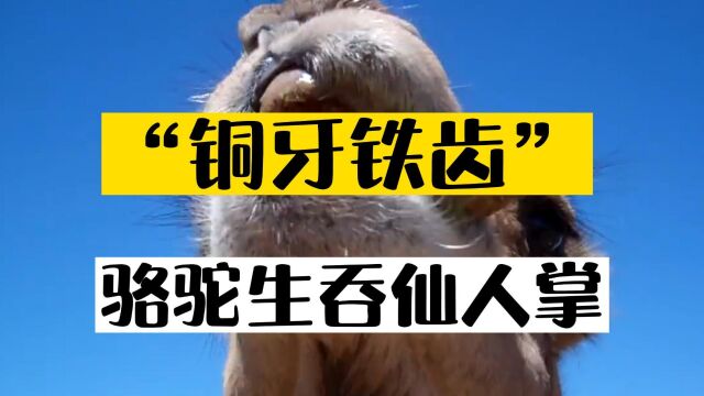 “铜牙铁齿”,如此生猛?骆驼为什么生吞仙人掌?