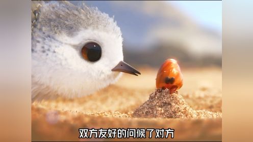 2016年奥斯卡金像奖最佳短片，小鹬鸟的成长之路