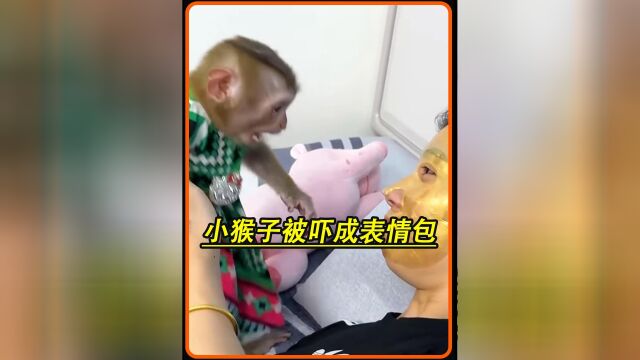 第21集丨小猴子见到女主人敷面膜 反应太大 吓成了表情包 差点就吓尿了