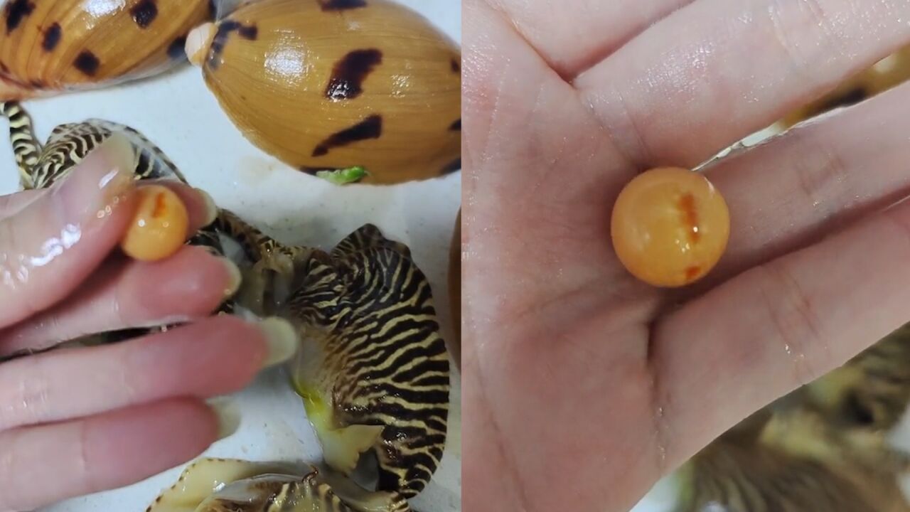 女子网购椰子螺吃出罕见"美乐珠",称重4.52克超罕见:老值钱了