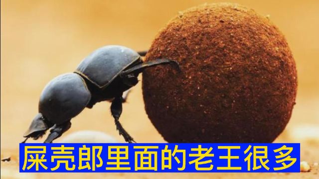 公屎壳郎和母屎壳郎是怎么交配繁殖的?看完你就知道了