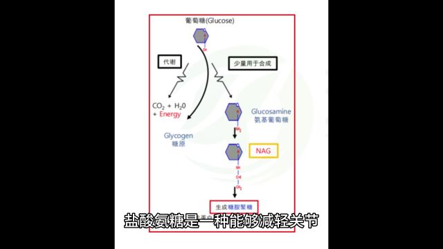 想要健康关节?试试盐酸氨糖!