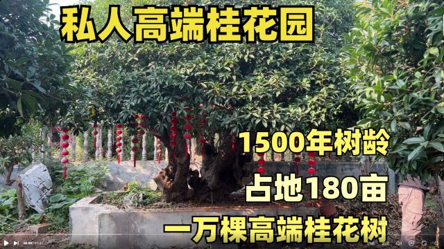 拥有1500年树龄桂花树,占地180亩的桂花园,1万多棵桂花盆景的私人桂花园