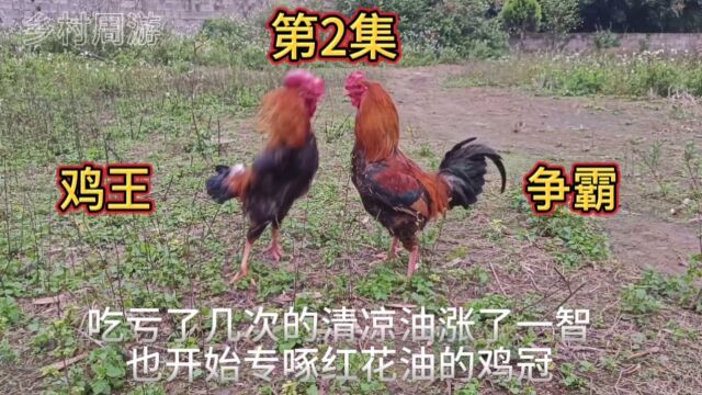 鸡王争霸第2集