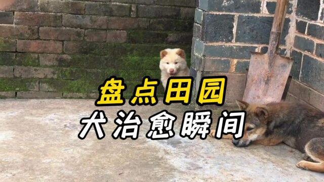 盘点那些中华田园犬小奶狗可爱瞬间