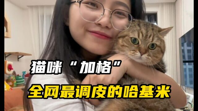 猫咪“加格”坐拥90万粉丝 网友:全网最调皮的哈基米