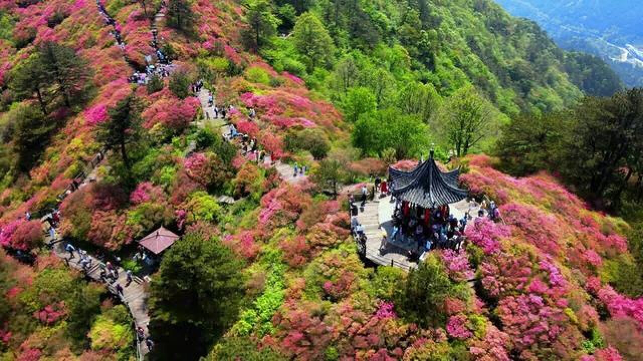 人间四月天,麻城看杜鹃龟峰山杜鹃花盛开期到啦!,,,素材