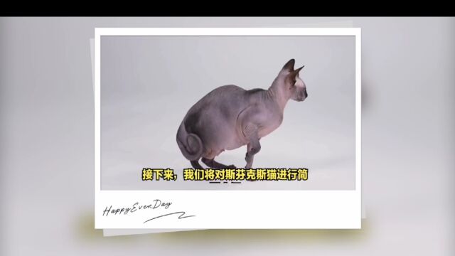 斯芬克斯无毛猫