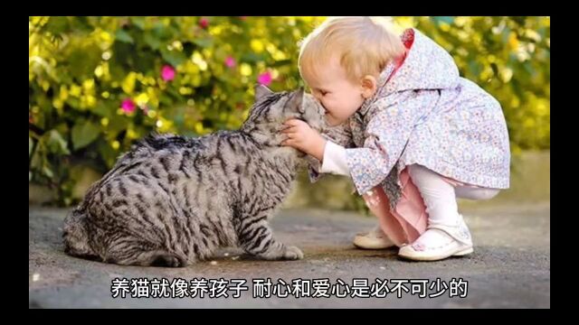 如何养好一只猫