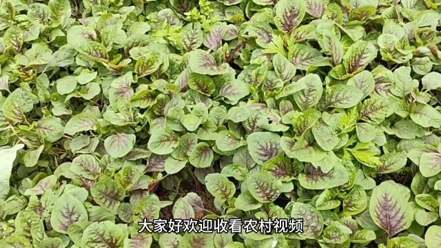 种苋菜,选对时间和方法,三天出苗,后期苋菜长势壮口感好产量高