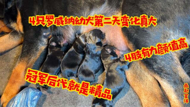 4只罗威纳幼犬第二天变化真大,4肢有力颜值高,冠军后代就是精品