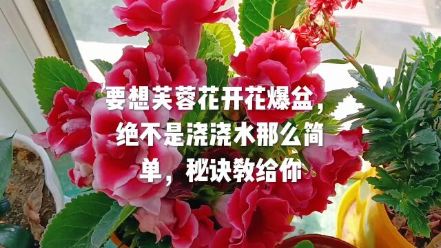 要想芙蓉花开花爆盆,绝不是浇浇水那么简单,秘诀教给你