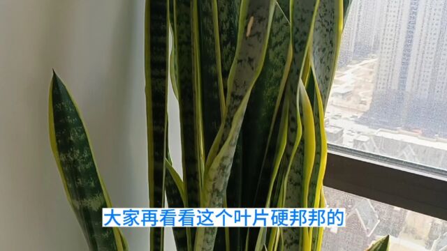 金边虎尾兰三年没人管长得依然霸气咋栽种的?长得这么好叶片又宽又长