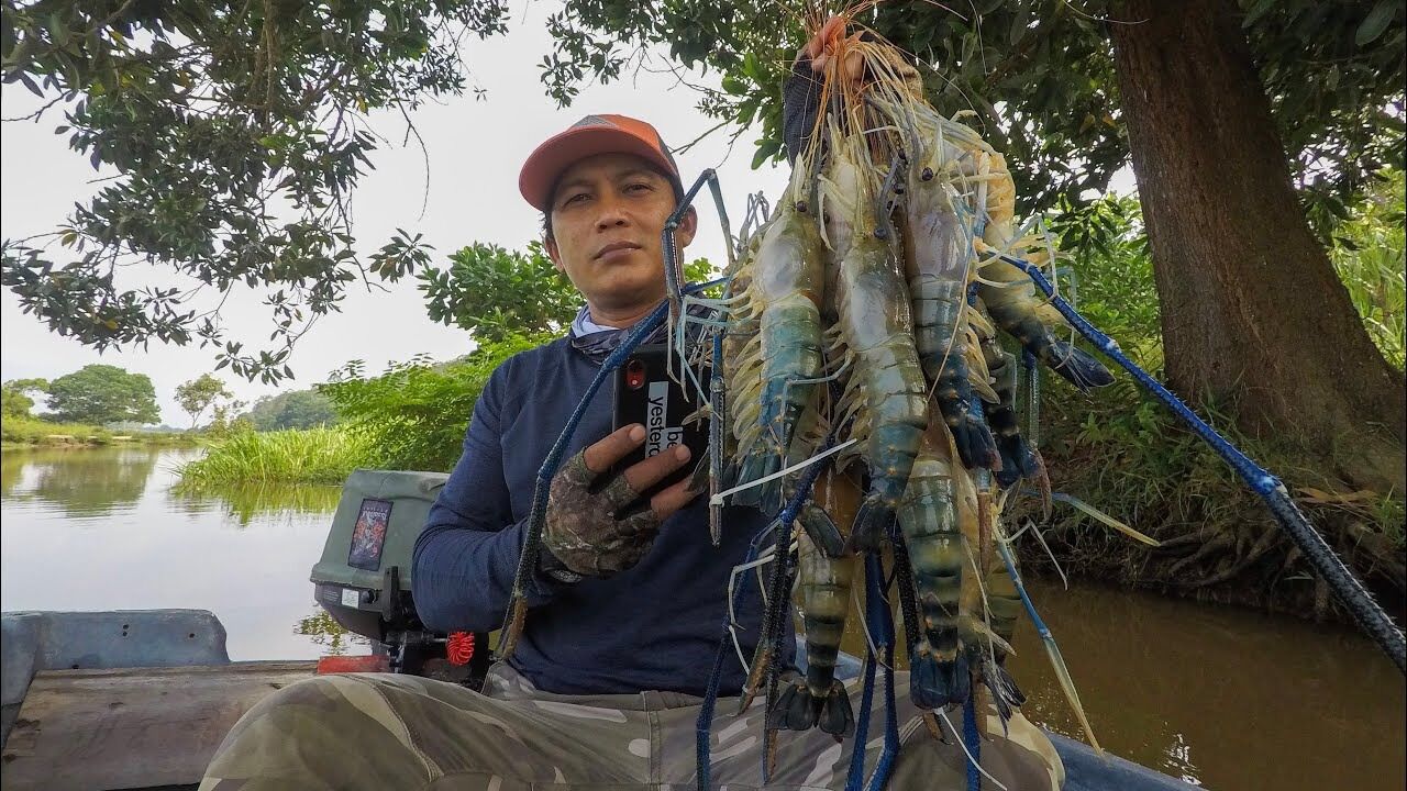 缅甸湄公河钓虾,抓最大的淡水虾沼泽蓝虾,一下午钓200多只