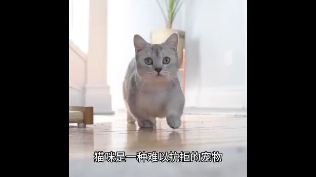 家里的猫咪的胡须到底有哪些作用呢